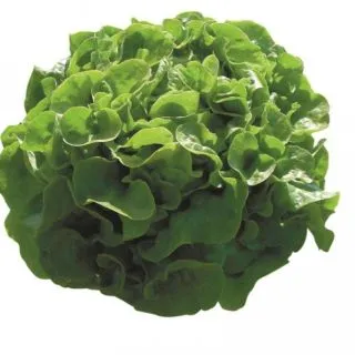 Compra LECHUGA PANISSE Pildorada (5.000 Semillas) en la tienda online Fito Agrícola