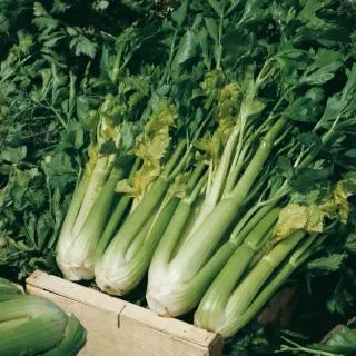 Compra APIO D'ELNE MEDICIS (25 gr.). en la tienda online Fito Agrícola