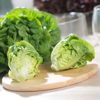 Compra LECHUGA PIRANA Pildorada (5.000 Semillas) en la tienda online Fito Agrícola