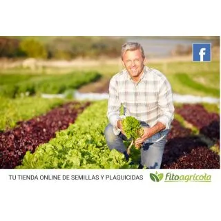 Compra LECHUGA SENNA Pildorada (5.000 Semillas) en la tienda online Fito Agrícola