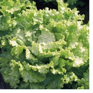 Compra LECHUGA STORINA Pildorada (5.000 Semillas) en la tienda online Fito Agrícola