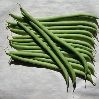 Compra JUDÍA VESPERAL (2.500 Semillas) en la tienda online Fito Agrícola