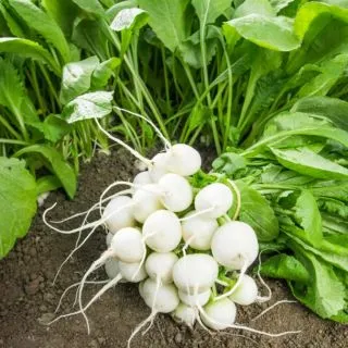 Compra RABANITO ANGELUS Cal. 2,5-2,75 No Tratado (50.000 Semillas) en la tienda online Fito Agrícola