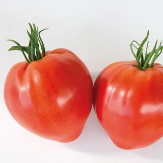 Compra TOMATE CAURALINA F1 (1000 Semillas). en la tienda online Fito Agrícola
