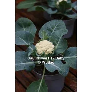 Compra COLIFLOR BABY F1 (1000 Semillas) en la tienda online Fito Agrícola