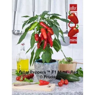 Compra PIMIENTO MIMI RED F1 (1000 Semillas) en la tienda online Fito Agrícola