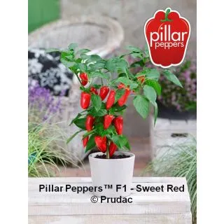 Compra PIMIENTO SWEET RED F1 (1000 Semillas) en la tienda online Fito Agrícola