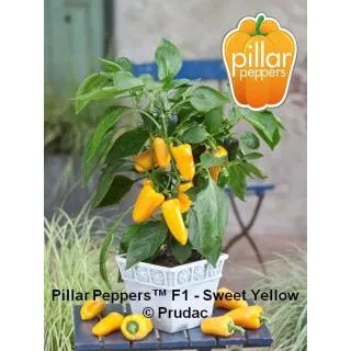 Compra PIMIENTO SWEET YELLOW F1 (1000 Semillas) en la tienda online Fito Agrícola