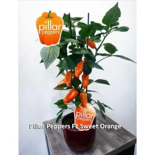 Compra PIMIENTO SWEET ORANGE F1 (1000 Semillas) en la tienda online Fito Agrícola