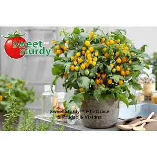 Compra TOMATE GRACE F1 (1000 Semillas). en la tienda online Fito Agrícola