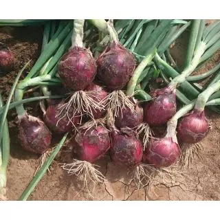 Compra CEBOLLA RED SPRING F1 Precisión (250.000 semillas) en la tienda online Fito Agrícola