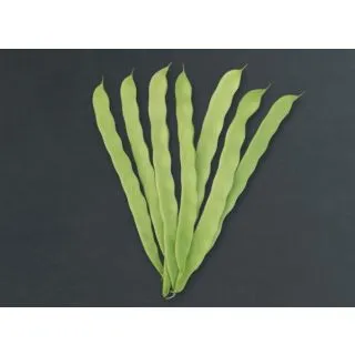 Compra JUDIA JOLANDA - NCC (1.000 Semillas) en la tienda online Fito Agrícola