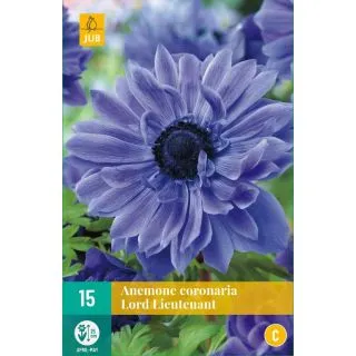 Compra ANÉMONA LORD LIEUTENANT en la tienda online Fito Agrícola