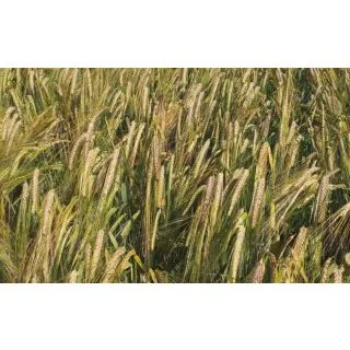 Compra CEBADA RUBIANA R1 (25 Kgr.). en la tienda online Fito Agrícola