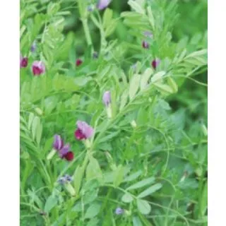 Compra VEZA SATIVA MAXIVESA R1 (25 Kgr.). en la tienda online Fito Agrícola