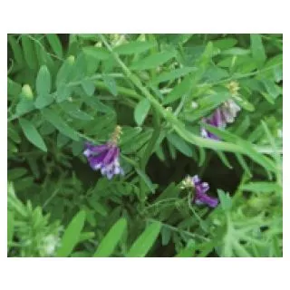 Compra VEZA VILLOSA VILLANA R2 (25 Kgr.) en la tienda online Fito Agrícola