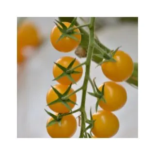 Compra TOMATE FLAMANTYNO F1 (1000 Semillas). en la tienda online Fito Agrícola