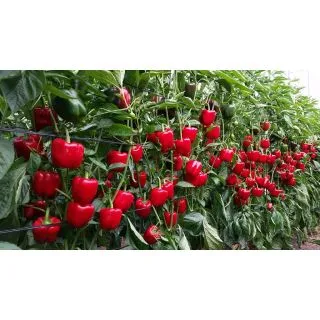 Compra PIMIENTO MACHADO F1 (1000 Semilllas). en la tienda online Fito Agrícola