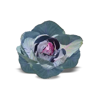 Compra COL LOMBARDA ROMANOV F1 Calibrada (2.500 Semillas) en la tienda online Fito Agrícola