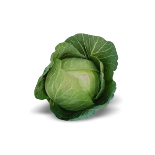 Compra COL CABBICE F1 Calibrada (2.500 Semillas) en la tienda online Fito Agrícola