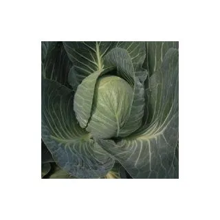 Compra COL MOZART F1 Calibrada (10.000 Semillas) en la tienda online Fito Agrícola