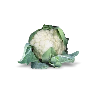 Compra COLIFLOR BARCELONA F1 (2.500 Semillas) en la tienda online Fito Agrícola