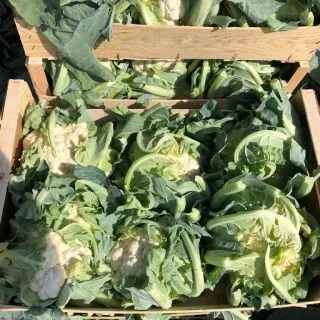 Compra COLIFLOR FERRARA F1 Calibrada (2.500 Semillas) en la tienda online Fito Agrícola