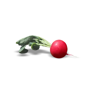 Compra RABANITO MELITO F1 Calibrada (100.000 Semillas) en la tienda online Fito Agrícola