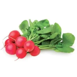 Compra RABANITO AUTELLA F1 Calibrado (100.000 Semillas). en la tienda online Fito Agrícola