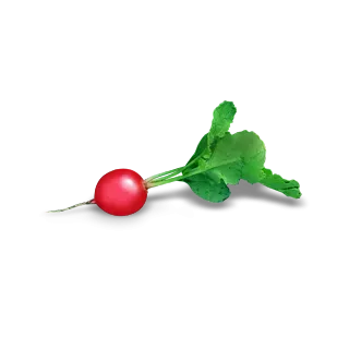 Compra RABANITO CHARITO F1 Cal. 3.0 - 3.2 (100.000 Semillas) en la tienda online Fito Agrícola