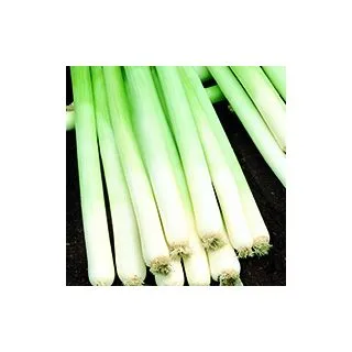 Compra PUERRO BULGINA Calibrado (100.000 Semillas) en la tienda online Fito Agrícola