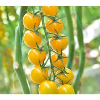 Compra TOMATE STARLOR F1 (1000 Semillas). en la tienda online Fito Agrícola