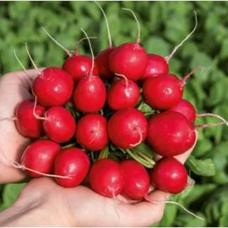 Compra RABANITO CIRCUS Cal. 2,5-2,75 No Tratado (10.000 Semillas) en la tienda online Fito Agrícola