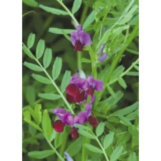 Compra VEZA SATIVA GRAVESA 81 ECOLÓGICA R2 (25 Kgr.) en la tienda online Fito Agrícola