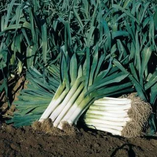 Compra PUERRO MAXIM (25 gr.). en la tienda online Fito Agrícola