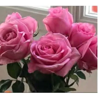 Compra ROSAL CARINA ® PERFUMELLA ® Meiperpaco en la tienda online Fito Agrícola