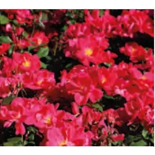 Compra ROSAL CASTELL D`ALAQUAS ® Fesario en la tienda online Fito Agrícola