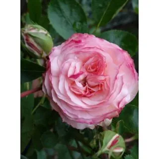 Compra ROSAL MINI EDEN ROSE ® - Meibigboni (Trepador) en la tienda online Fito Agrícola