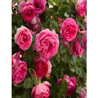 Compra ROSAL CYCLAMEN PIERRE DE RONSARD ® - Mergaret Mae (Trepador) en la tienda online Fito Agrícola