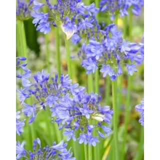 Compra AGAPANTHUS BLUE GIANT (25 Unid.). en la tienda online Fito Agrícola