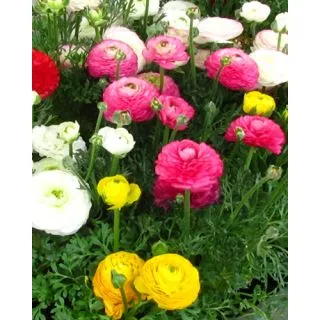 Compra RANÚNCULOS MIX (100 Unid.) en la tienda online Fito Agrícola