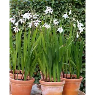 Compra GLADIOLO CALLIANTHUS (100 Unid.). en la tienda online Fito Agrícola