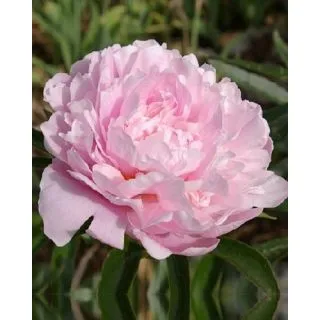 Compra PEONÍA SARAH BERNHARDT (10 Unid.) en la tienda online Fito Agrícola