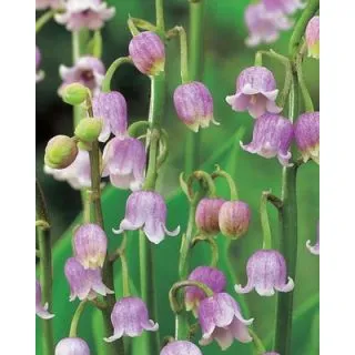 Compra CONVALLARIA MAJALIS ROSEA (25 Unid.). en la tienda online Fito Agrícola