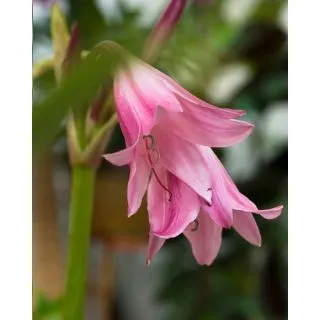 Compra CRINUM POWELLII (10 Unid.). en la tienda online Fito Agrícola
