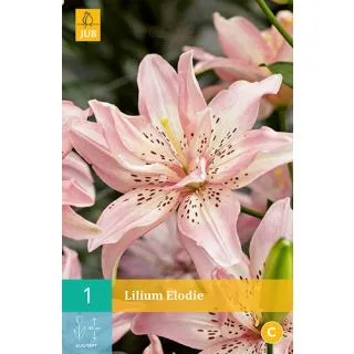 Compra LILIUM ELODIE en la tienda online Fito Agrícola