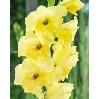 Compra GLADIOLO NOVA LUX (100 Unid.). en la tienda online Fito Agrícola