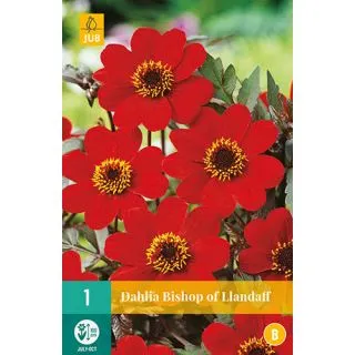Compra DALIA BISHOP OF LLANDAFF en la tienda online Fito Agrícola