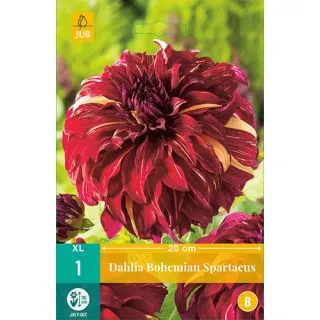 Compra DALIA BOHEMIAN SPARTACUS en la tienda online Fito Agrícola