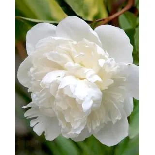 Compra PEONÍA DUCHESSE DE NEMOURS (10 Unid.) en la tienda online Fito Agrícola